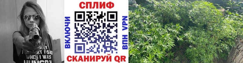Марихуана семена Арзамас